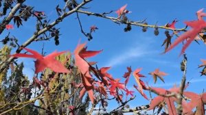 Ликвидамбар смолоносный. Видео Л.П. Юрчишко