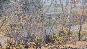 05-11-2025 золотые листья на деревьях