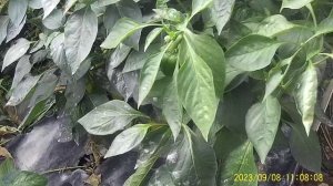 ТЕПЛИЧНЫЕ ТОМАТЫ КОММЕНТИРУЙТЕ