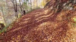 Природа осени 5.11.25~1