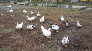 Деревенские будни//Новости на подворье и события в жизни//Солю сало.
