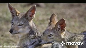 шакалы и МЕДВЕДЬ...