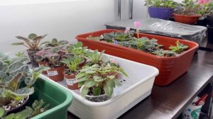 Как переукоренились фиалки, полив, грунт, удобрение