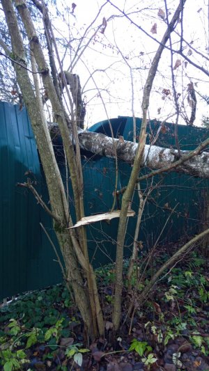 2025-11-05  Распилили упавшую березу. Теперь вот думаем, как  выправить забор. Макс молодец.