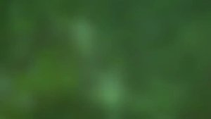 Feralas Music Water Ambience | 1 hour World of Warcraft for Relaxing Sleep Meditation