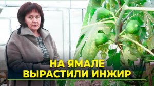 Инжир в ямальской теплице – невозможное возможно