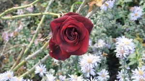 04=11=2025  ник  ПВН  КРАСНОДАР  (60)