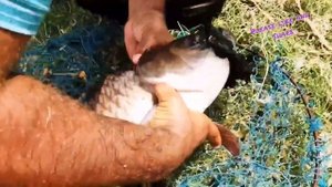 Видео от За Трофеем: Охота и Рыбалка