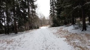 Последний раз пришла в уральский лес! Белки и синички ! Урал !