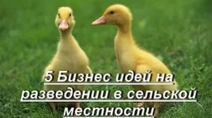 5 Бизнес идей на разведении в сельской местности