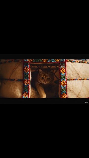 У моего кота теперь есть своя ЮРТА 🇰🇿 (он в ней Хан) | Cat's Yurt #shorts #funnycat #kazakhstan