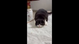 Видео от МЯУтаверс – как метавселенная, но с котами