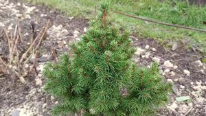 Моя пушистая ёлочка. Канадская ель Коника