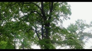 Александровское поле