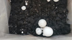 Грибная ферма дома. Выращиваем шампиньоны, ставим опыты с ребёнком