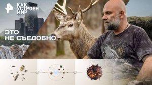 Это не съедобно — Как устроен мир с Тимофеем Баженовым (05.11.2025)