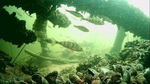 1000004326.mp4Волга гл.2м.05.11.2025г.