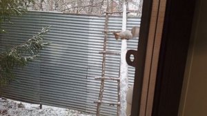 весёлая среда у зверят