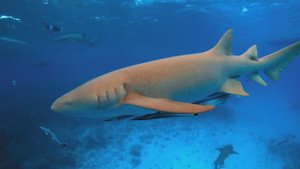 ОЧЕНЬ КРАСИВАЯ МУЗЫКА! МУЗЫКА ДЛЯ ДУШИ