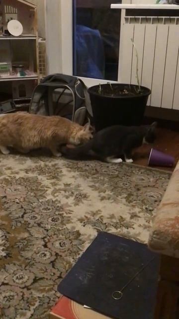 Санкт -Петербург. 05.11.2025. В гостях у котенка Персика -Тортик. Обед дело не простое. Эпизод 9