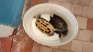 Веселые красноухие черепахи