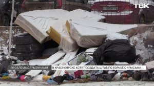 Штаб по борьбе с крысами предложили создать в Красноярске