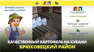 Результаты применения удобрений на картофеле первого срока посадки в Брюховецком районе
