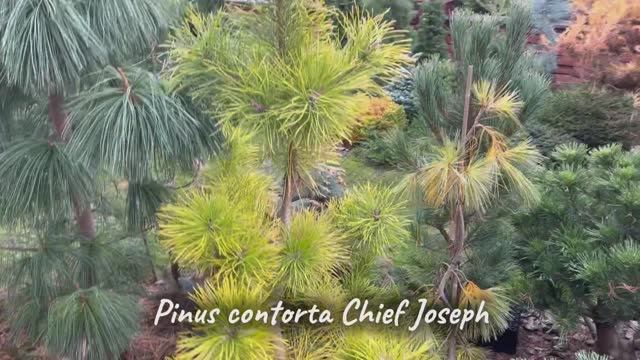 Pinus contorta Chief Joseph
