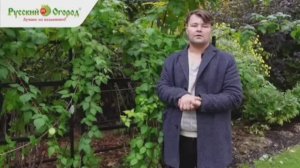 Обрезка малины и ежевики.