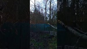 2025-11-05 Приехали на дачу, а у нас опять проблема - упала береза за забором и прямо на участок.