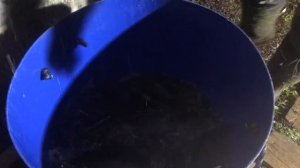 привоз новой партии форели на водоём