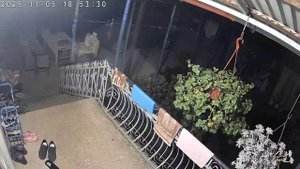 Вой и скул шакала