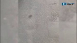 Калужане испугались нашествия крыс в Веснушках