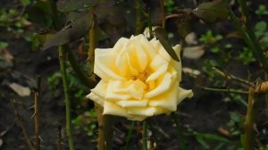 04=11=2025  ник  ПВН  КРАСНОДАР  (70)