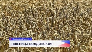 Селекционер Прянишников подарил колхозу имени Куйбышева семена нового сорта озимой пшеницы