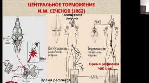 Нормальная физиологи для МБФ. ЦНС. Часть 1. Дьяконова И.Н.