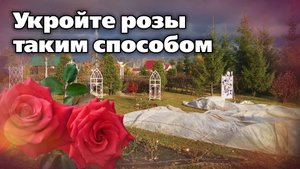 Как укрыть розы на зиму. Способ профессиональных садовников