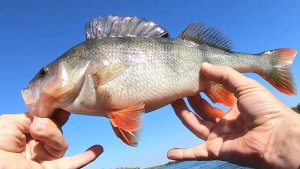Трофейный окунь в Дону! Вода цветет. Новые крючки