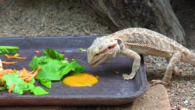 Дикая природа 4К 8К Full HD ультра (Wildlife 4K 8K Full HD Ultra) смотреть онлайн