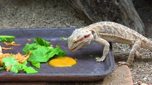 Дикая природа 4К 8К Full HD ультра (Wildlife 4K 8K Full HD Ultra)