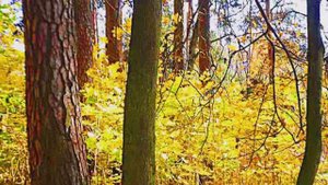 ПОСЛЕДНИЕ КРАСКИ ОСЕНИ