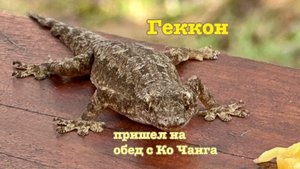 Геккон пришел к нам на обед с острова Ко Чанг