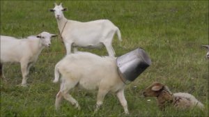 С ведром по жизни