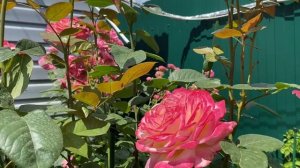 Розы Помпонелла и Кордес Юбилей.