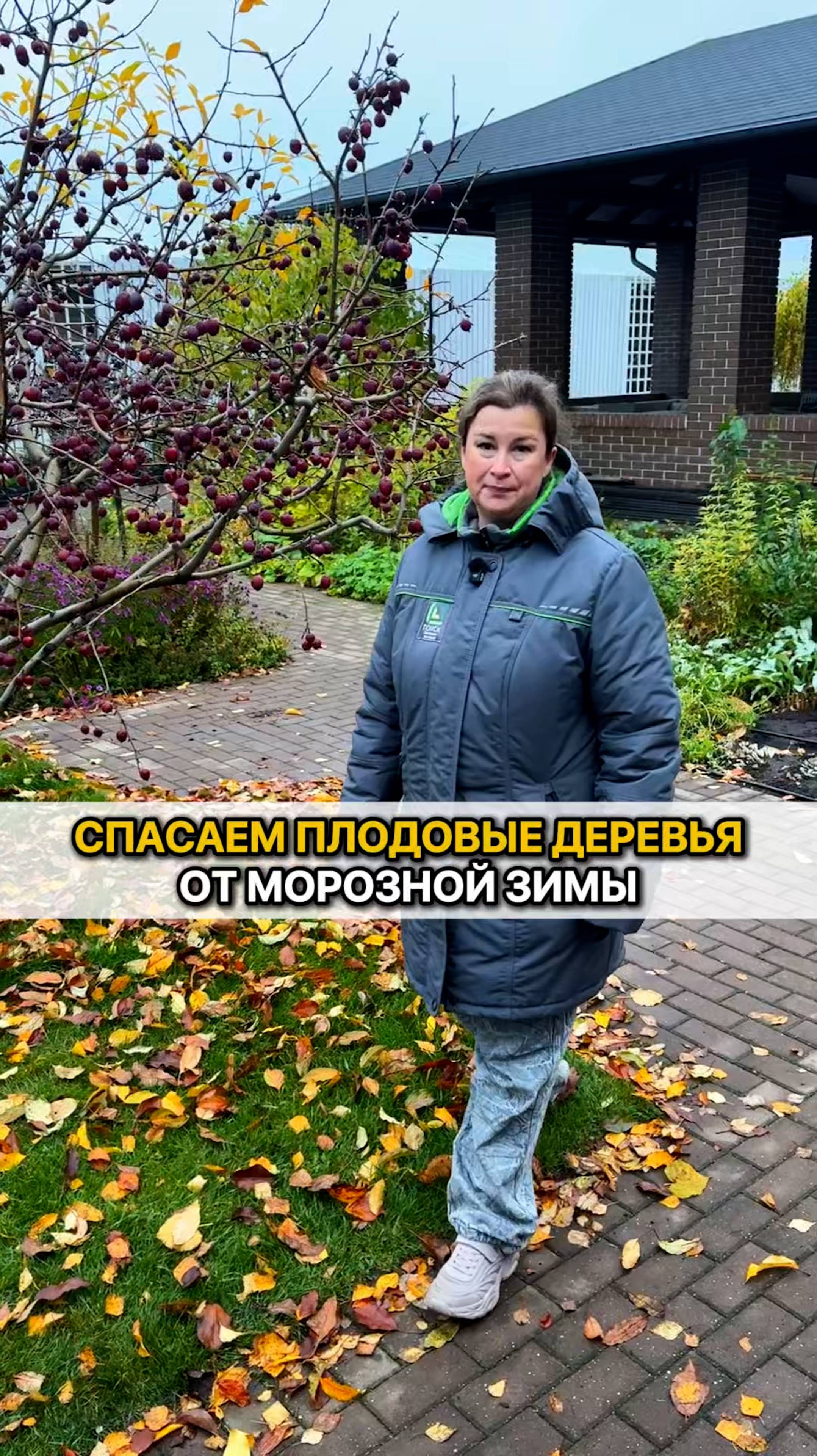 КАК ЗАЩИТИТЬ плодовые от морозной зимы?