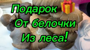 Подарок 🎁 от белочки из леса 🌳‼️
