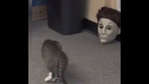 Хозяева бугают своих питомцев