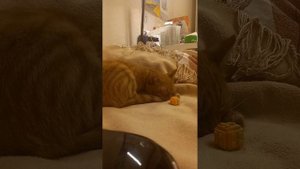 Книги называется: Доведённый до беременности.
Том 1. Глава 2.     (Фон с котиком!)♥️♥️💘💘