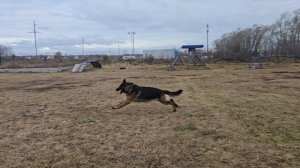 6.  выражено/перв STEEL INSIDE ISFET (Ромео из Новой Сибири – Guerra di Fosco Aidas)