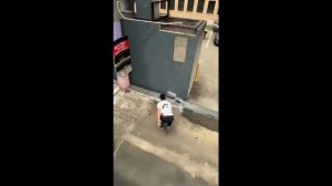 Смешные видеоролики